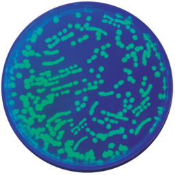 Bacterial Transformation