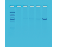 Principles of PCR