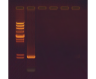 Investigating Synthetic Biology
