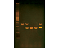PCR-based Alu-Human DNA Typing (Adapted from FBI Technology)