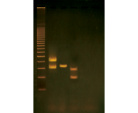 Human PCR Toolbox