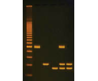 Plant PCR