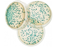 221- Transformation of E.coli with pGAL™