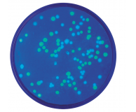  222- Transformation with Blue & Green Fluorescent Proteins