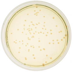 Microbiology
