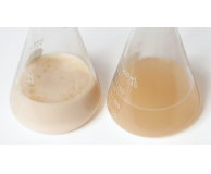 Bioremediation by Oil Eating Bacteria