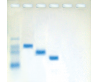 110- Molecular Weight Determination of Proteins (Agarose-based)