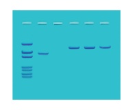 124- DNA Screening for Smallpox
