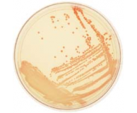 Microbiology