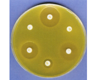 Antibiotics