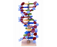 12 Layer DNA Model Kit