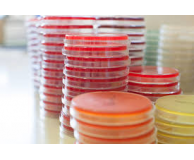 Media/Agar/Buffers